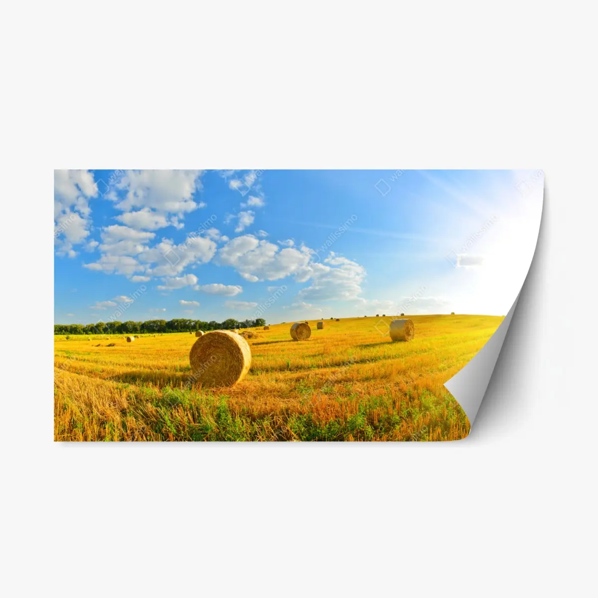 Repositionierbarer Aufkleber goldenes heufeld unter blauem himmel – Pixers®
