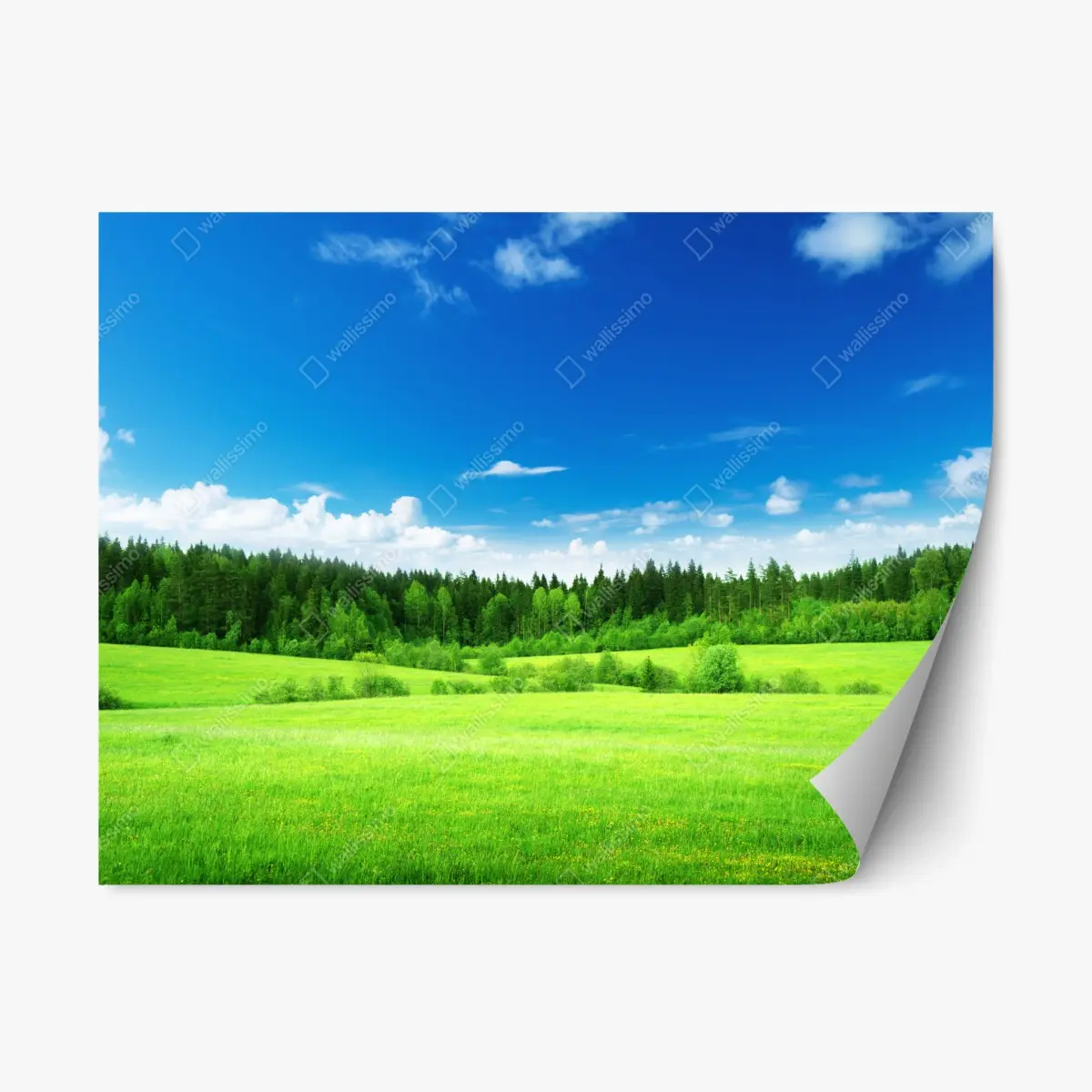 Repositionierbarer Aufkleber frühlingswiese unter blauem himmel – Pixers®