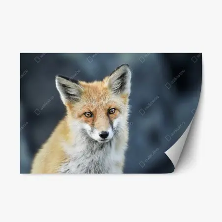 Repositionierbarer Aufkleber rotfuchs nahaufnahme – Pixers®
