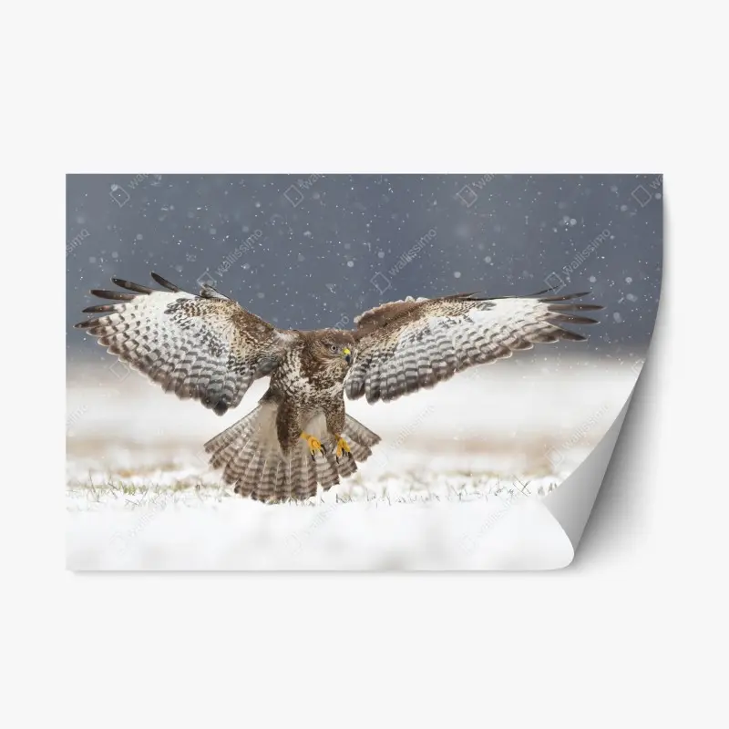 Repositionierbarer Aufkleber mäusebussard landet im schnee