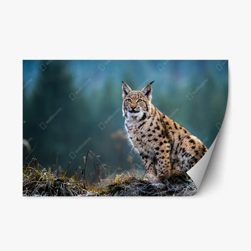 Repositionierbarer Aufkleber majestätischer luchs in natürlichem habitat