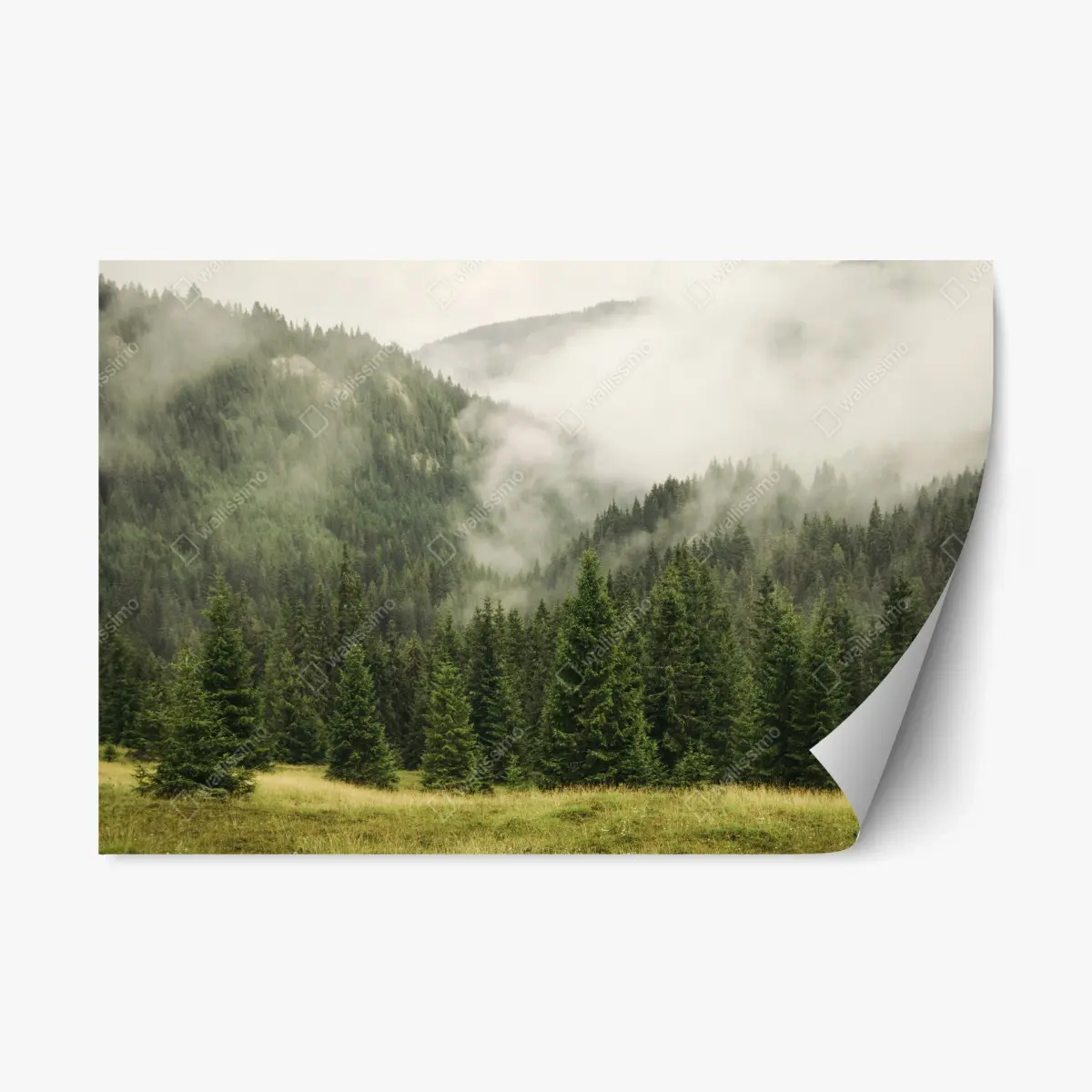 Repositionierbarer Aufkleber nebeliger nadelwald – Pixers®