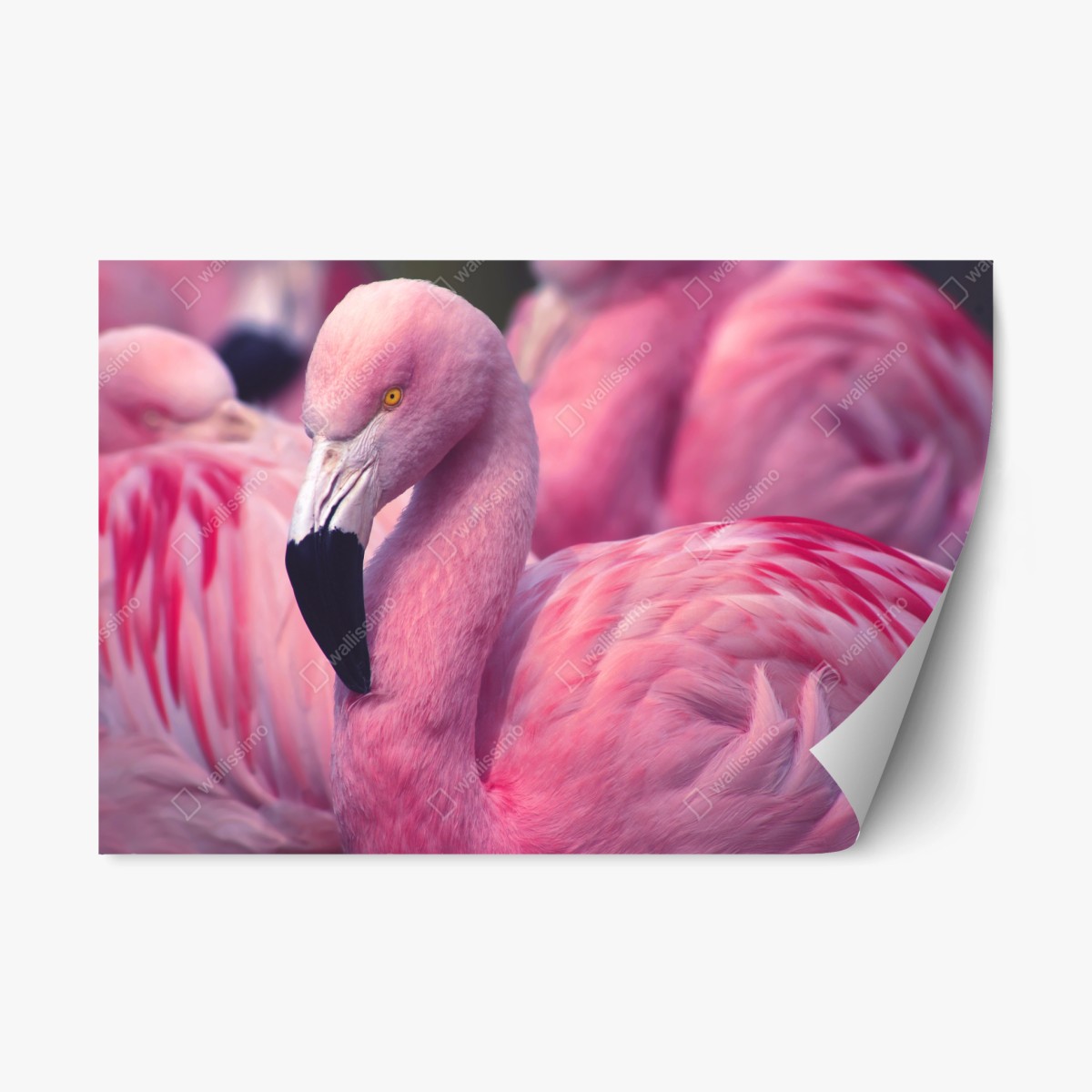 Repositionierbarer Aufkleber rosa flamingo-porträt – Pixers®