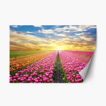 Repositionierbarer Aufkleber sonnenaufgang über tulpenfeldern in den Niederlanden – Pixers®