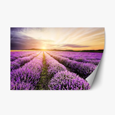 Repositionierbarer Aufkleber sonnenaufgang über lavendelfeldern – Pixers®