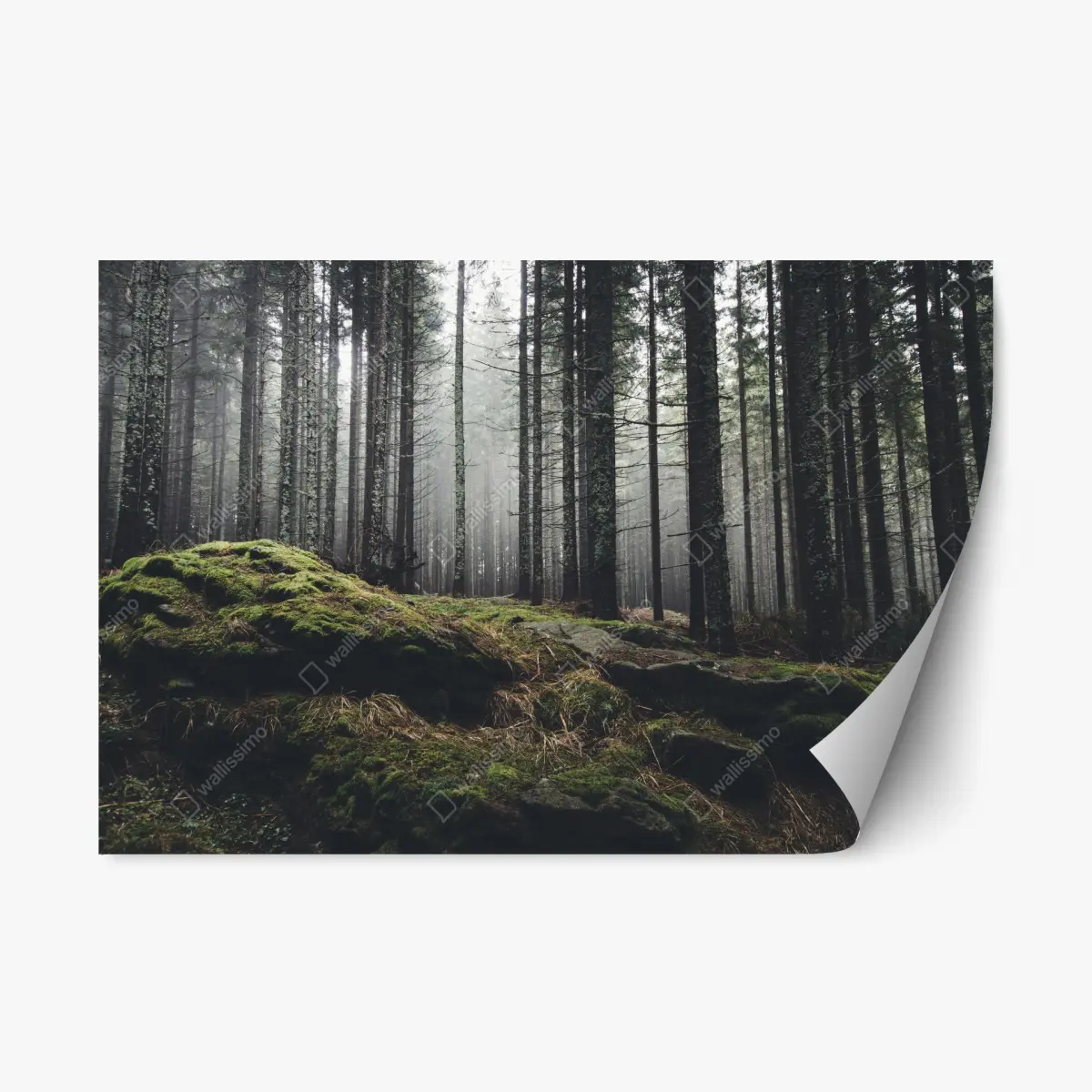 Repositionierbarer Aufkleber nebliger moosbedeckter wald – Pixers®