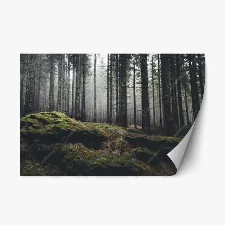 Repositionierbarer Aufkleber nebliger moosbedeckter wald – Pixers®