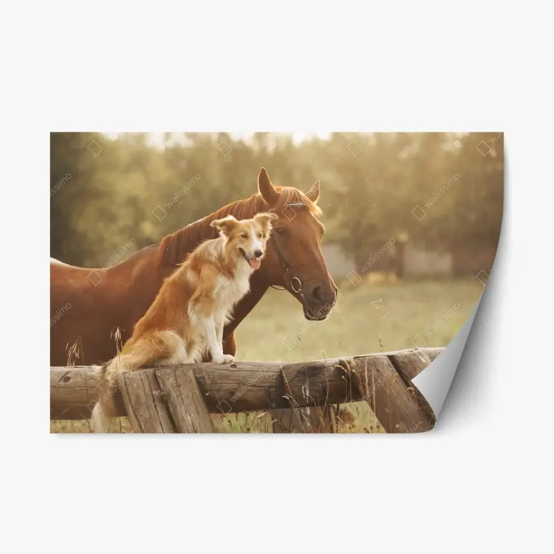 Repositionierbarer Aufkleber sonnige gefährten: hund und pferd