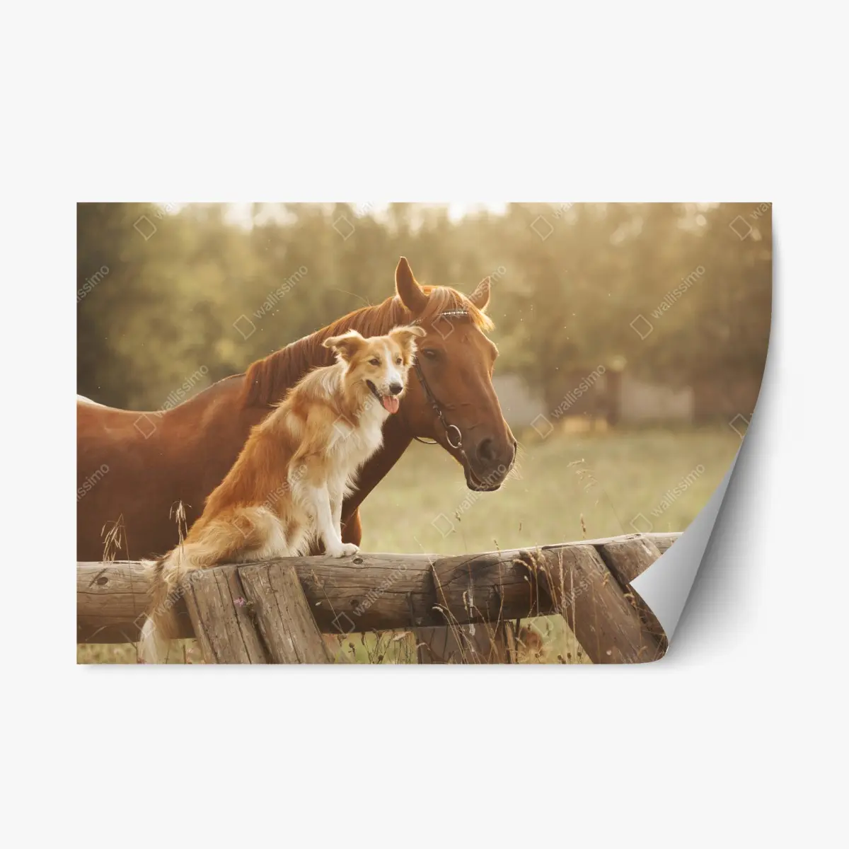Repositionierbarer Aufkleber sonnige gefährten: hund und pferd – Pixers®