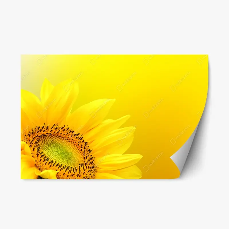 Repositionierbarer Aufkleber leuchtende sonnenblume nahaufnahme auf gelbem hintergrund