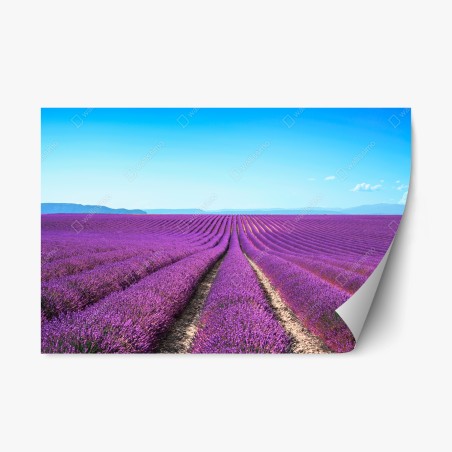 Repositionierbarer Aufkleber lavendelfelder unter blauem himmel – Pixers®
