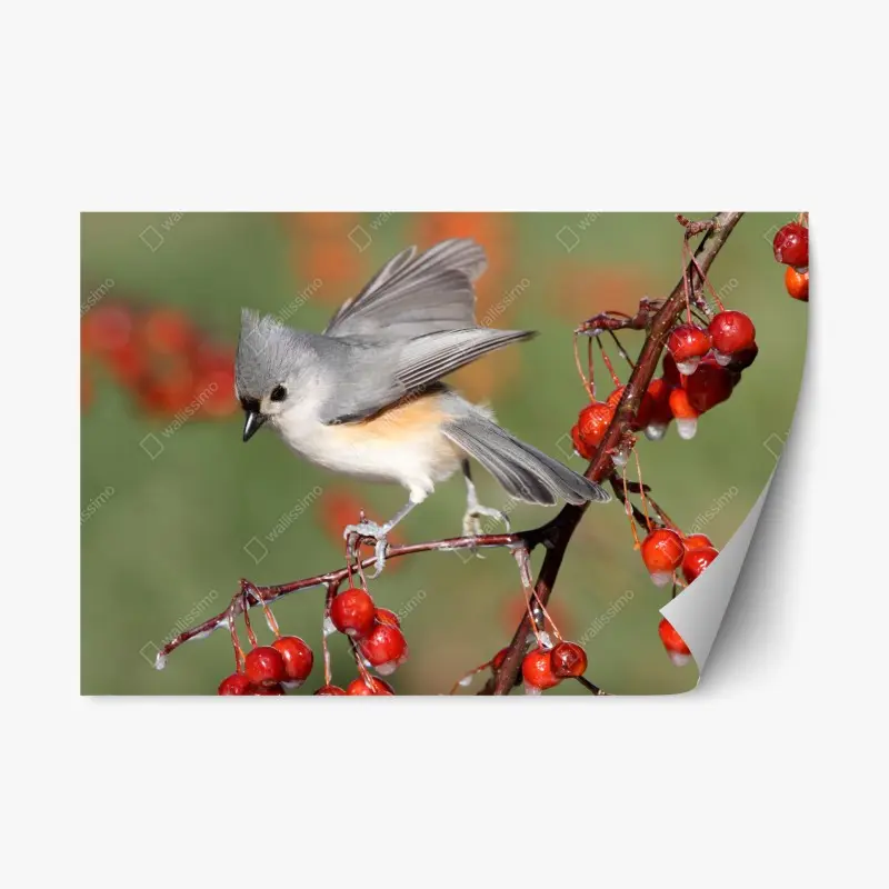 Repositionierbarer Aufkleber grauer vogel auf roten beeren