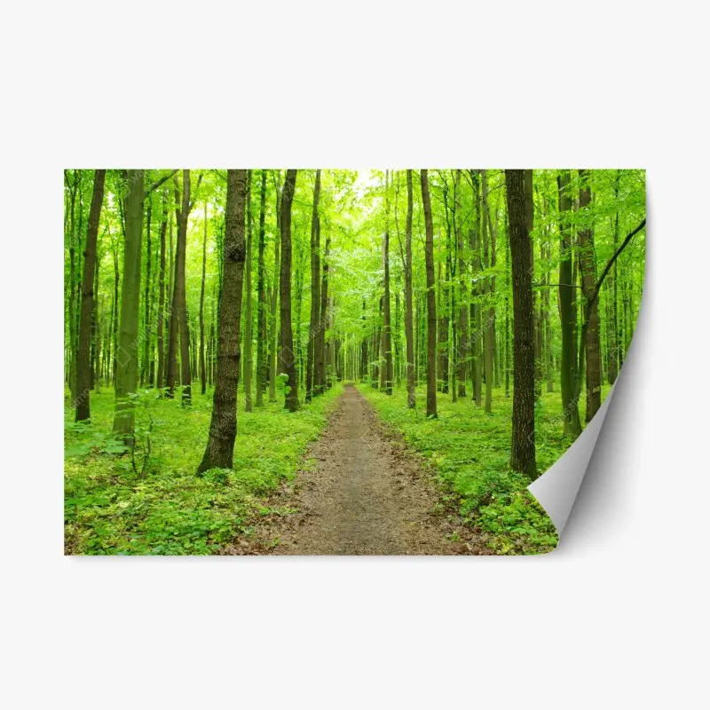 Repositionierbarer Aufkleber ruhiger grüner waldweg
