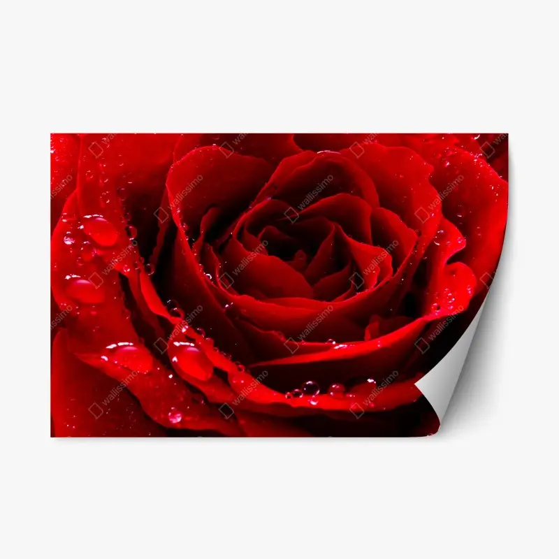 Repositionierbarer Aufkleber leuchtend rote rose nahaufnahme