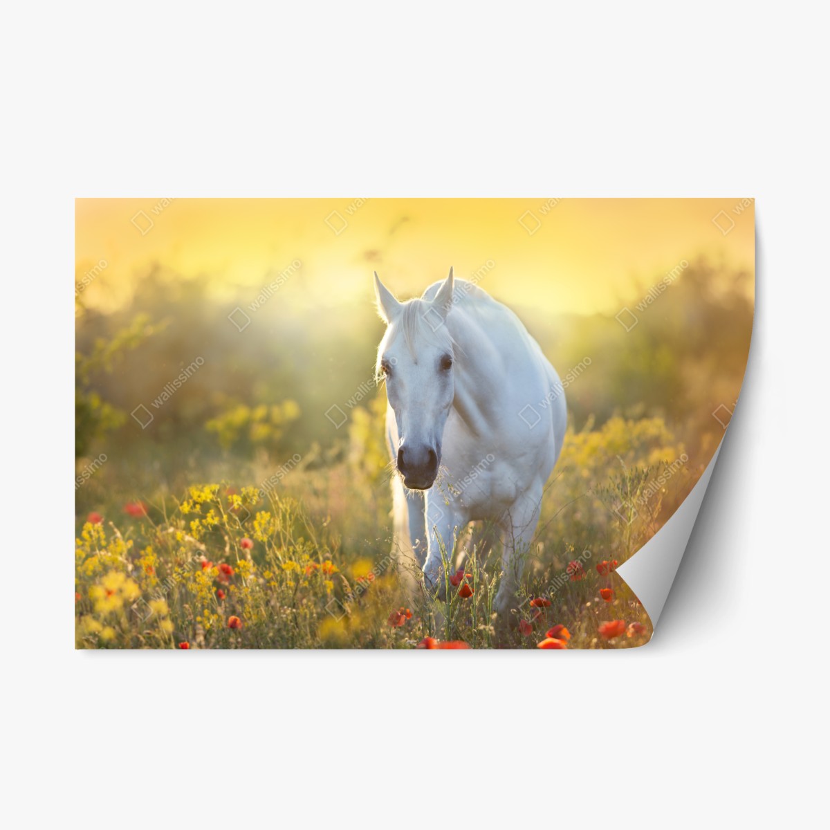 Repositionierbarer Aufkleber weißes pferd im mohnfeld bei sonnenaufgang – Pixers®