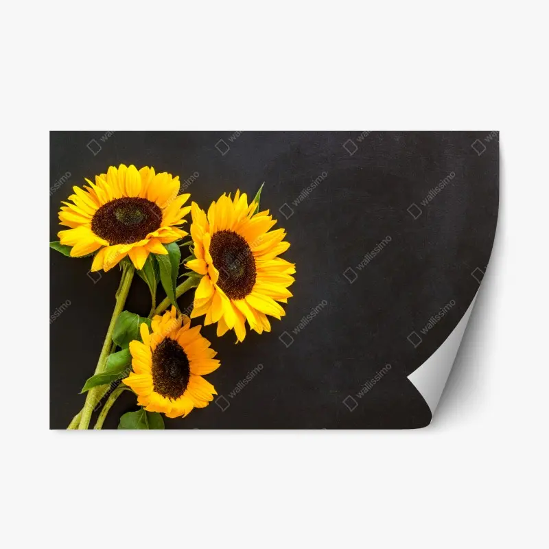 Repositionierbarer Aufkleber sonnenblumenstrauß auf schwarzem hintergrund