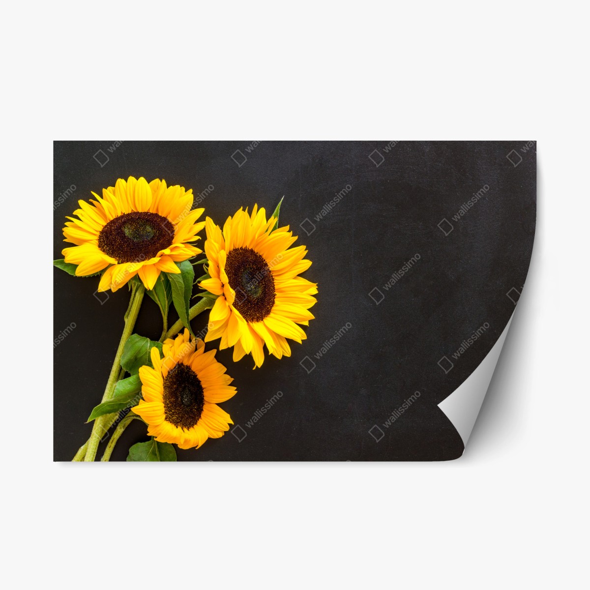 Repositionierbarer Aufkleber sonnenblumenstrauß auf schwarzem hintergrund – Pixers®