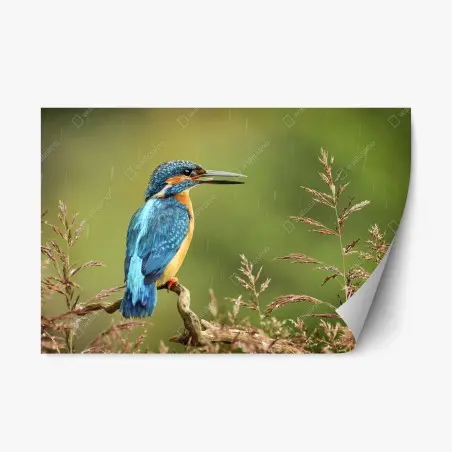 Repositionierbarer Aufkleber lebhafter eisvogel im regen – Pixers®