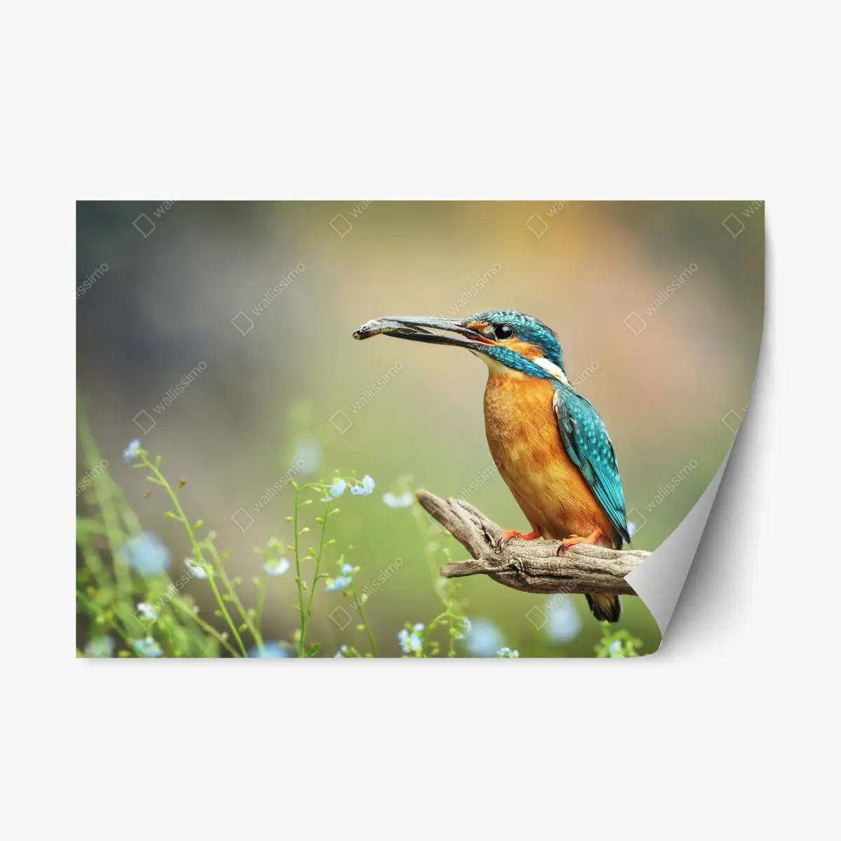 Repositionierbarer Aufkleber eisvogel auf einem ast mit fisch – Pixers®