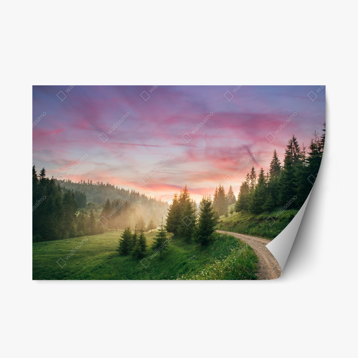Repositionierbarer Aufkleber nebliger sonnenuntergang im kiefernwald – Pixers®