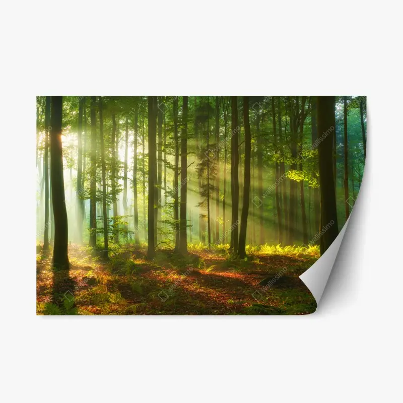 Repositionierbarer Aufkleber morgendliches licht im grünen wald