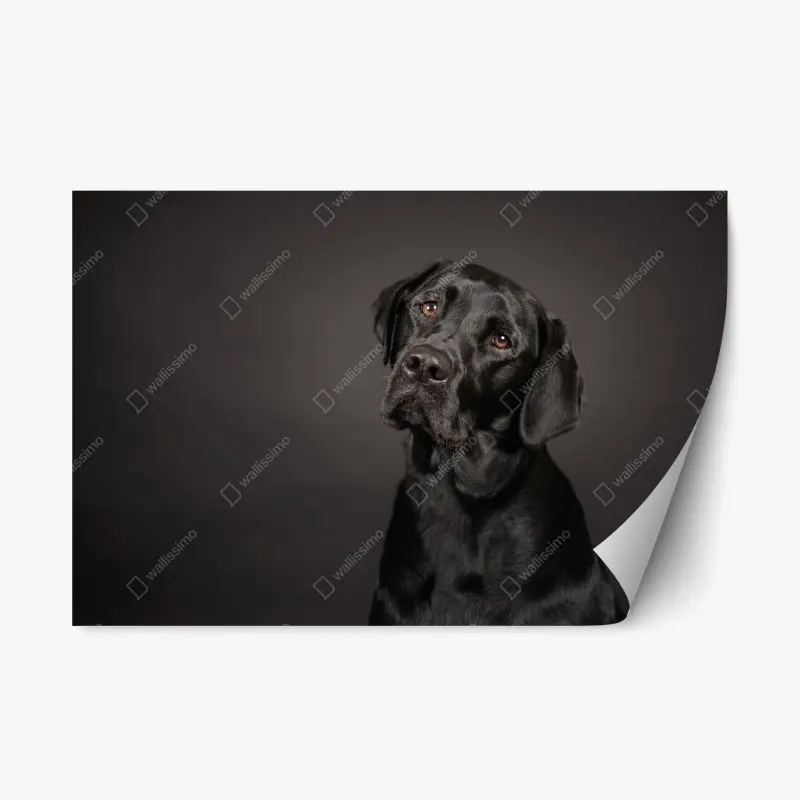 Repositionierbarer Aufkleber studio-porträt eines schwarzen labradors