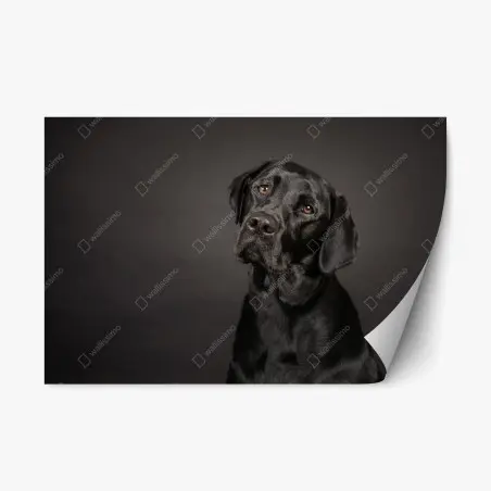 Repositionierbarer Aufkleber studio-porträt eines schwarzen labradors – Pixers®