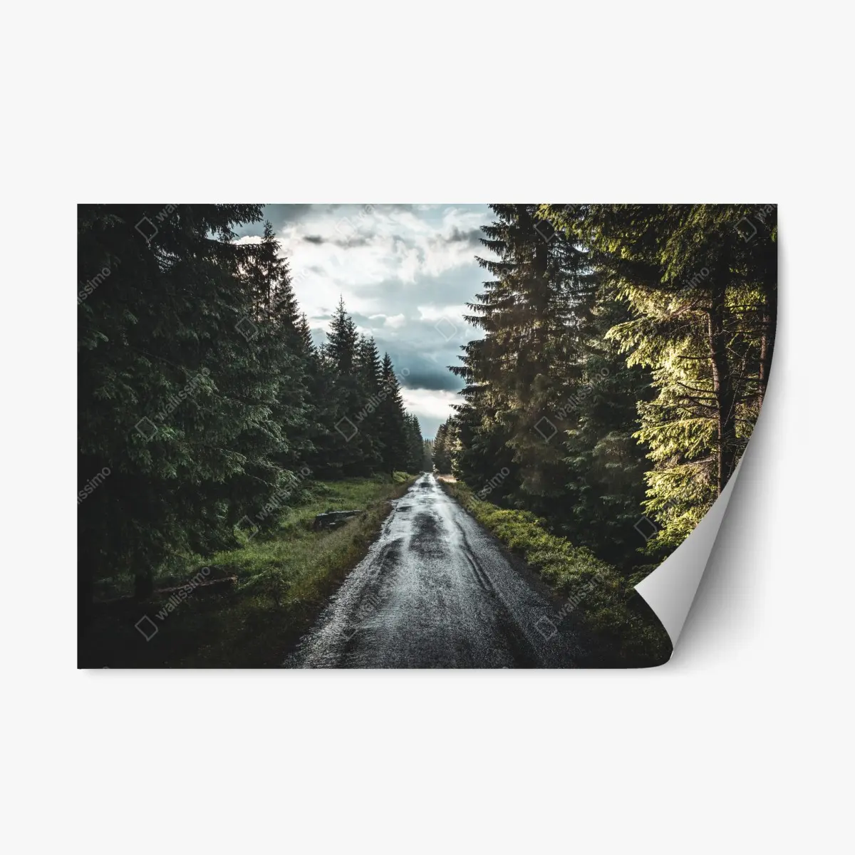 Repositionierbarer Aufkleber waldweg durch neblige kiefern – Pixers®