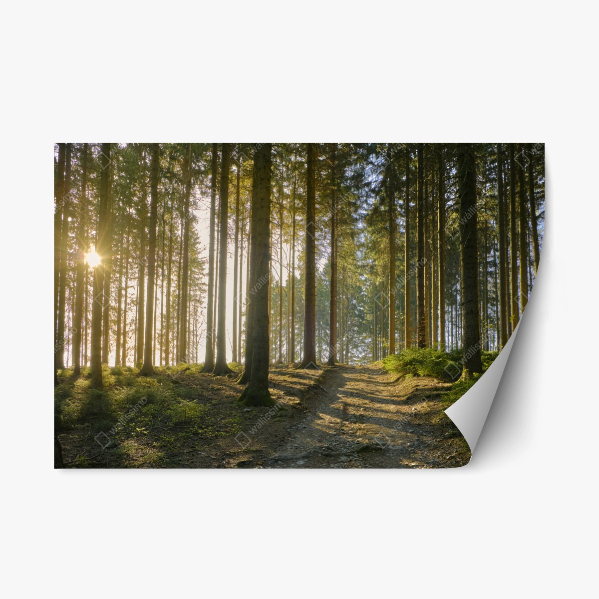 Repositionierbarer Aufkleber sonniger waldweg im morgenlicht – Pixers®