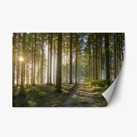 Repositionierbarer Aufkleber sonniger waldweg im morgenlicht – Pixers®