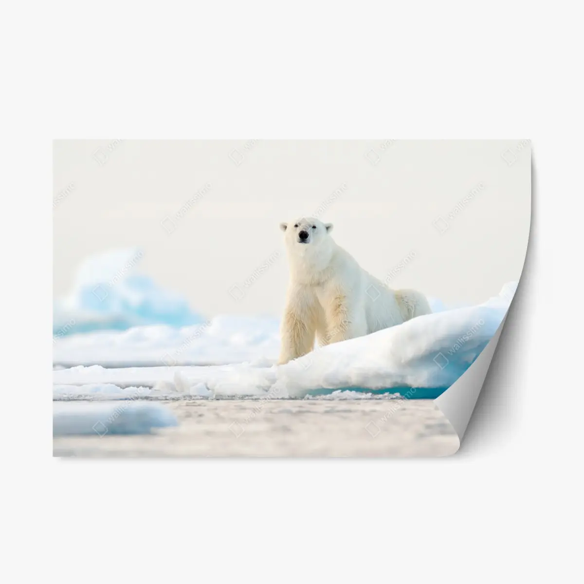 Repositionierbarer Aufkleber eisbär auf eis in der Arktis, Svalbard – Pixers®