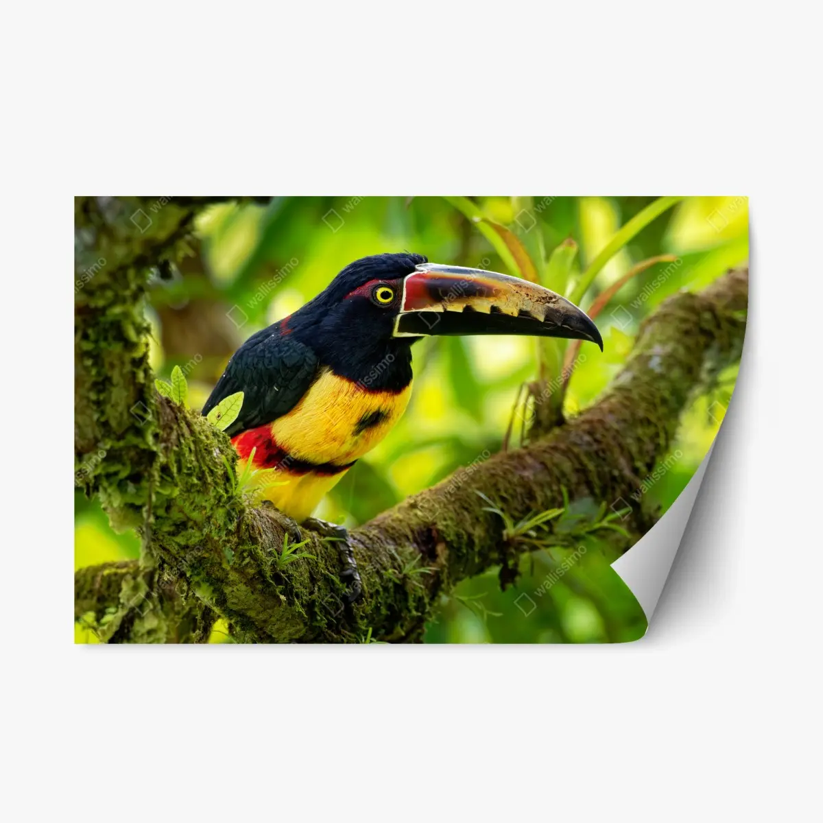 Repositionierbarer Aufkleber leuchtender aracari-tukan im tropischen dschungel – Pixers®