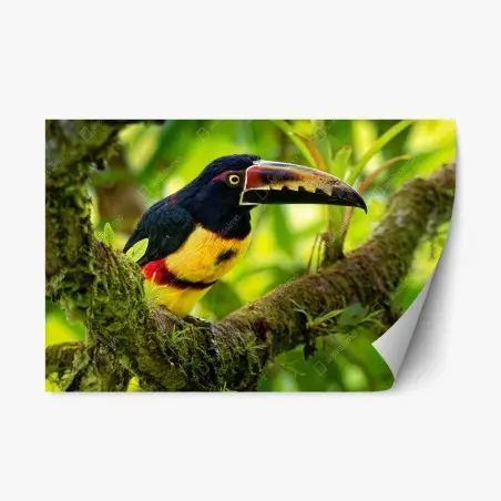 Repositionierbarer Aufkleber leuchtender aracari-tukan im tropischen dschungel – Pixers®