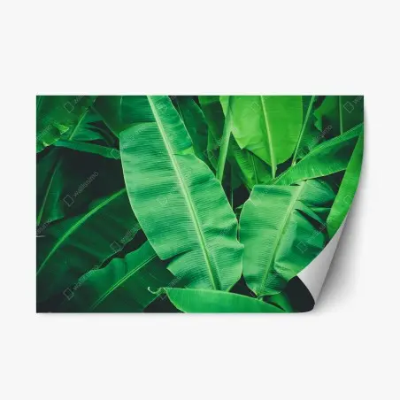Repositionierbarer Aufkleber tropische bananenblätter – Pixers®
