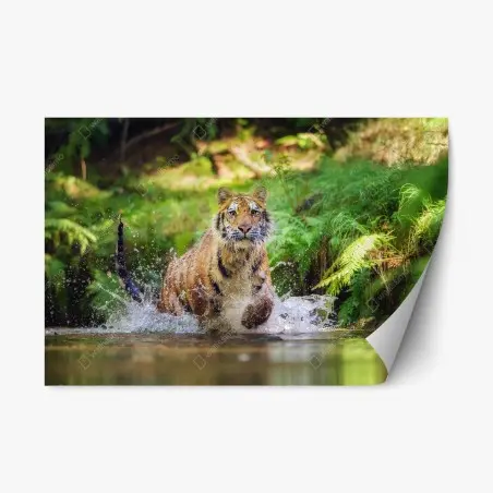 Repositionierbarer Aufkleber majestätischer tiger im waldbach – Pixers®