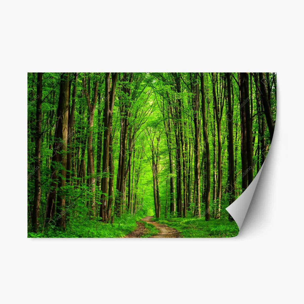 Repositionierbarer Aufkleber üppiger grüner waldweg – Pixers®