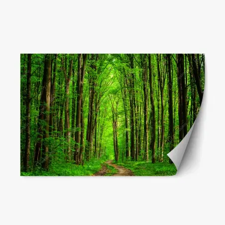 Repositionierbarer Aufkleber üppiger grüner waldweg – Pixers®