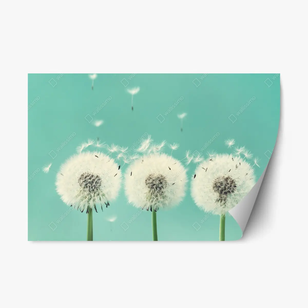 Repositionierbarer Aufkleber drei löwenzahn-pusteblumen auf türkisgrund – Pixers®