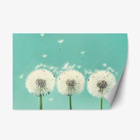 Repositionierbarer Aufkleber drei löwenzahn-pusteblumen auf türkisgrund – Pixers®