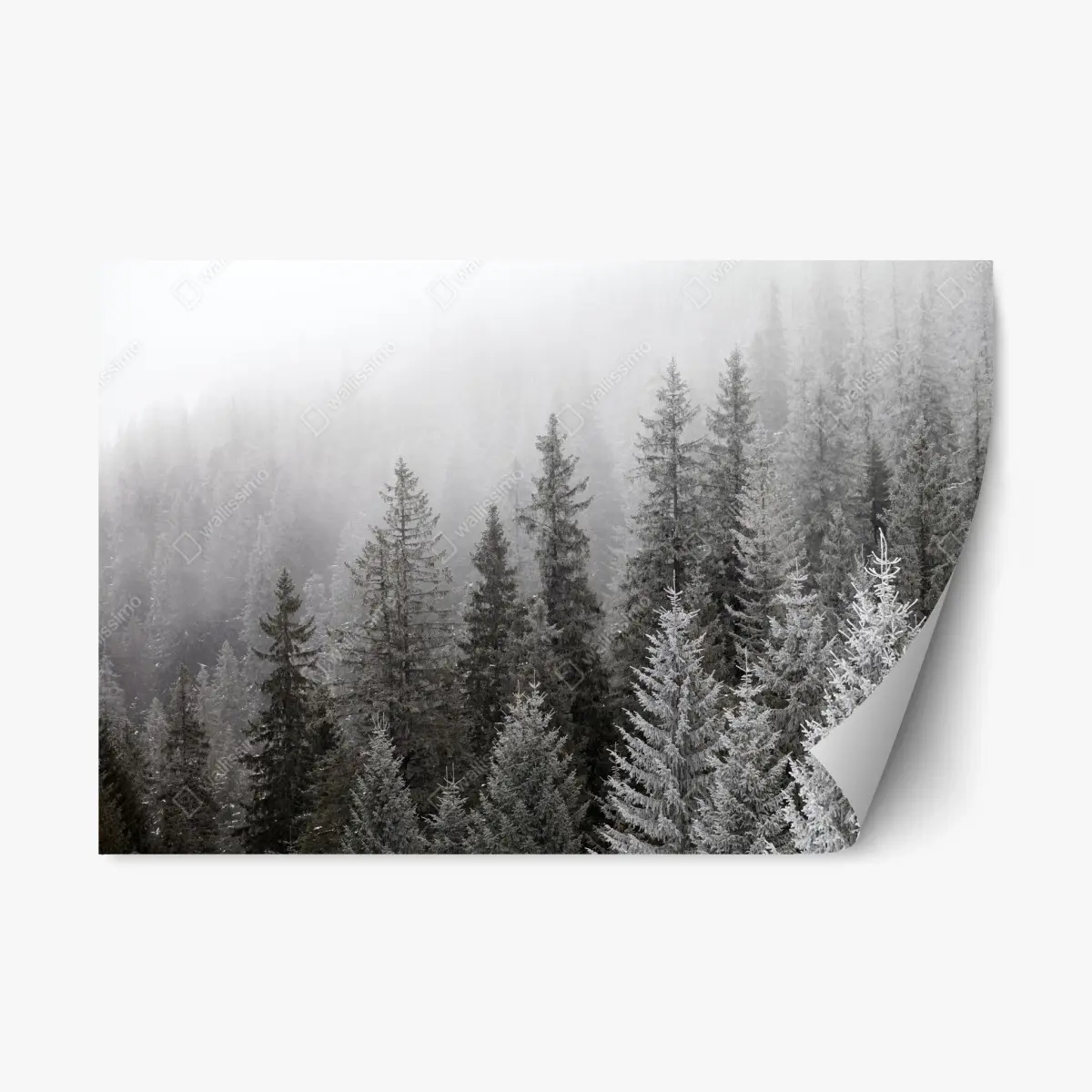 Repositionierbarer Aufkleber nebliger winterwald in den Karpaten – Pixers®