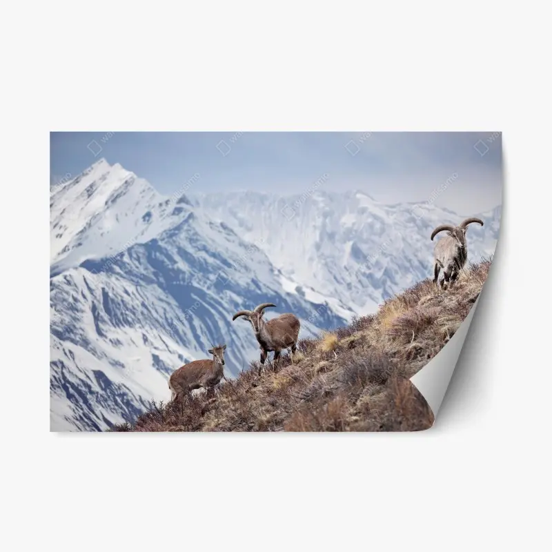 Repositionierbarer Aufkleber wilde blaue schafe an einem hang im Himalaya, Manang, Nepal