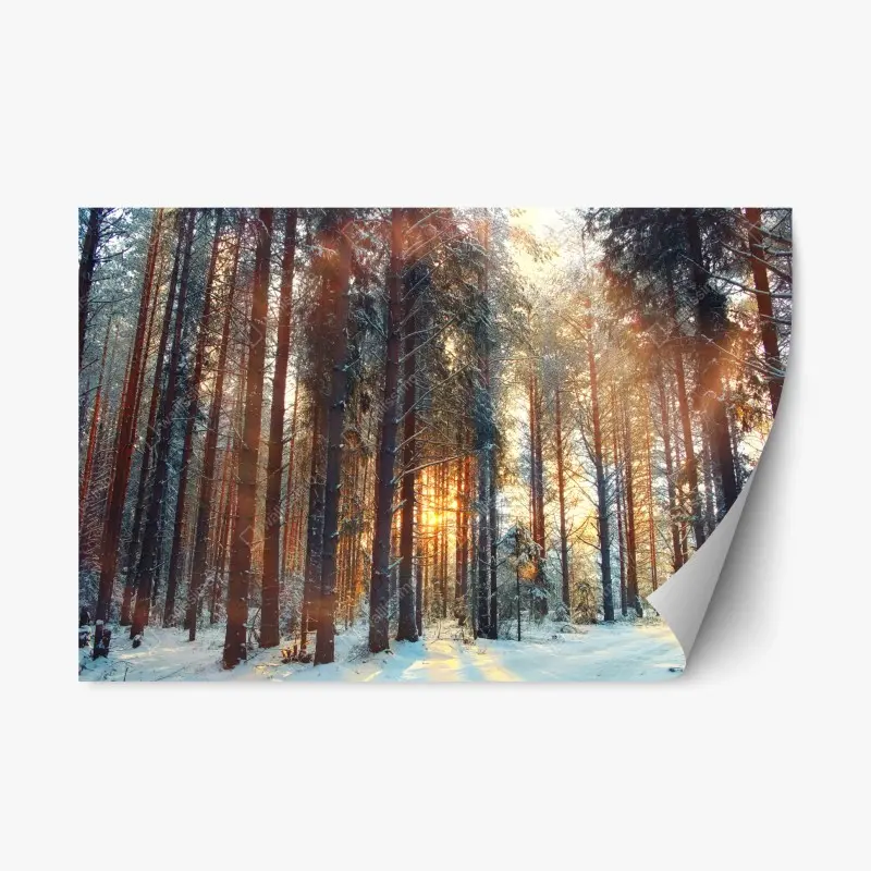 Repositionierbarer Aufkleber winterwald im morgendlichen licht