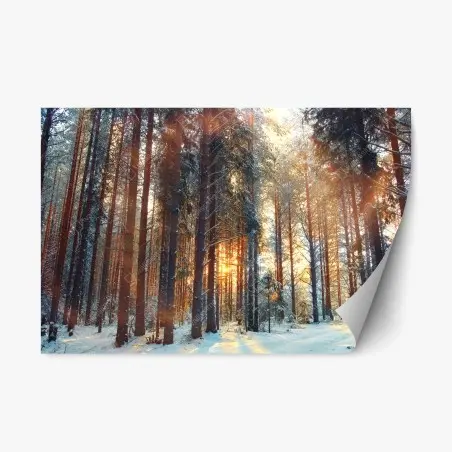 Repositionierbarer Aufkleber winterwald im morgendlichen licht – Pixers®