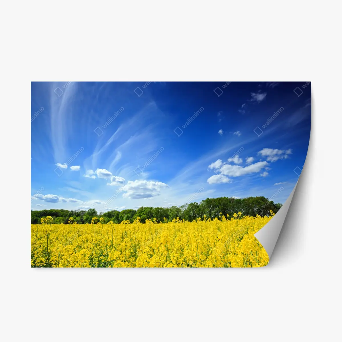 Repositionierbarer Aufkleber polnisches rapsfeld unter blauem himmel – Pixers®