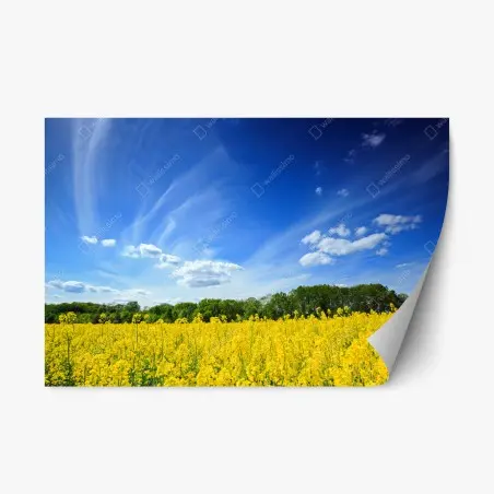 Repositionierbarer Aufkleber polnisches rapsfeld unter blauem himmel – Pixers®