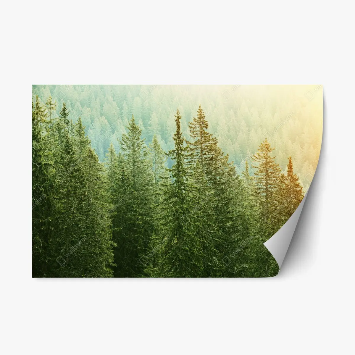 Repositionierbarer Aufkleber sonnenbeschienener nadelwald – Pixers®