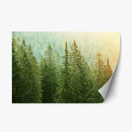 Repositionierbarer Aufkleber sonnenbeschienener nadelwald – Pixers®