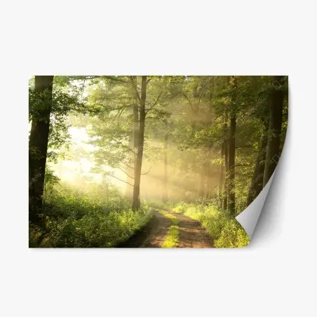 Repositionierbarer Aufkleber morgendliches licht im wald – Pixers®