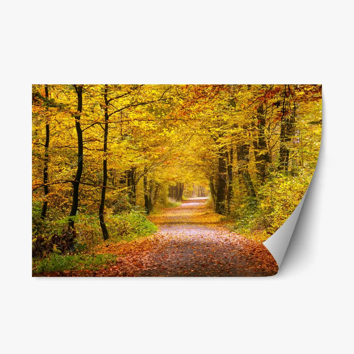 Repositionierbarer Aufkleber goldener herbstwaldweg – Pixers®