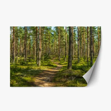 Repositionierbarer Aufkleber sonniger kiefernwaldweg – Pixers®